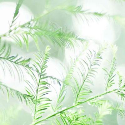 全民神将官方西山居下载
